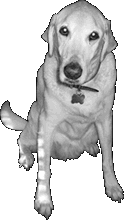 the yella dog :: company mascot
